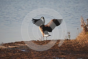 Swans, Ducks and Geese Migration in the Pristine Sounds of the Outer Banks of North Carolina