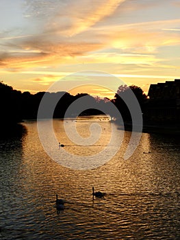 Swans and ducks gracefully glide on the Thames River in Windsor during a breathtaking sunset