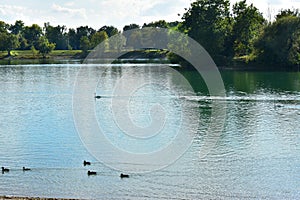 Swans and ducks on the lake.