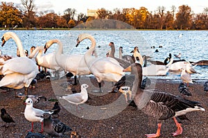 Swans and ducks in London Hyde Park