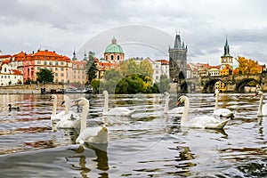 Swans and ducks near Charles Bridge in Prague