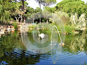 Swans and ducks at pond