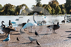 Swans, ducks, seagulls and gooses