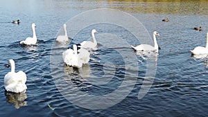 Swans and ducks swim in the lake