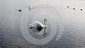 Swans and ducks swim in the lake