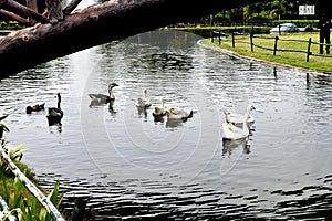 Swans and ducks are swimming in a pond