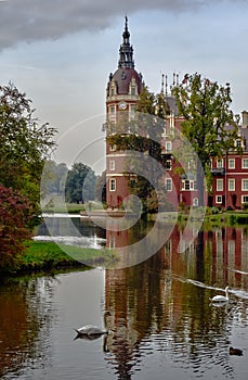 Swans and ducks swimming in the pond