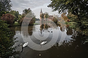 Swans and ducks swimming in the pond