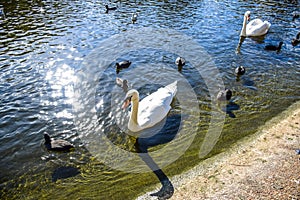 Swans and ducks swimming in St James`s Park Lake in St James`s Park, London, England, UK