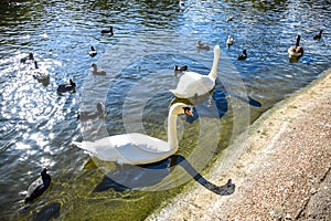 Swans and ducks swimming in St James`s Park Lake in St James`s Park, London, England, UK