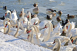 Swans and ducks are waiting for feeding