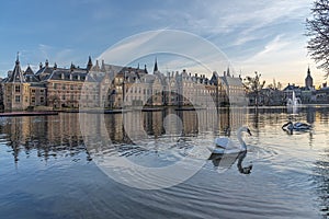 Swans at the Dutch parliament