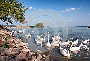 Swans are eating at Lake Balaton, Hungary