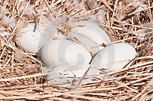 Swans eggs in the nest