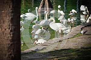 Swans and Egrets Bathing Together