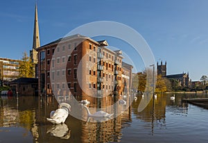 Swans enjoying the floods by Worcester bridge Worcestershire UK