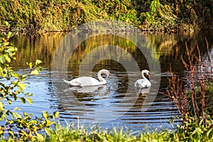 Swans at Evening