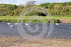 Swans on Ewenny River at Ogmore Castle