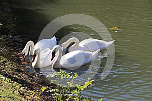 Swans are extremely elegant and noble looking birds