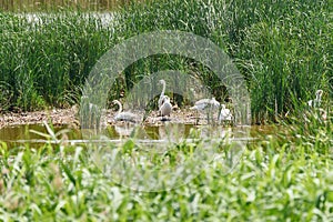 Swans families on the shore of a lake in nature