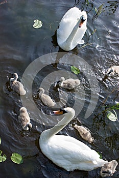 Swans family