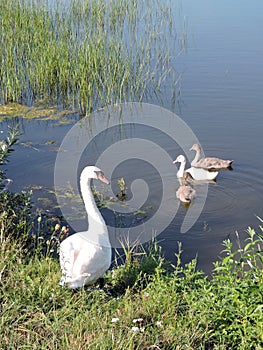 Swans family