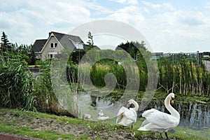 Swans family on channel in Holland.