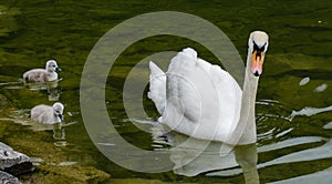 Swans family with cygnets at hallstaettersee lake. Hallstatt