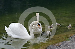 Swans family with cygnets at hallstaettersee lake. Hallstatt