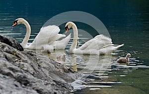 Swans family with cygnets at hallstaettersee lake. Hallstatt