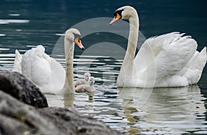 Swans family with cygnets at hallstaettersee lake. Hallstatt