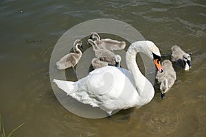 The swans family eats. One bird is adult and has white feathers. Gray baby birds.