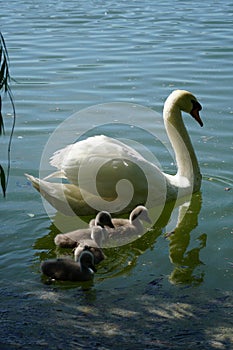 Swans family floating