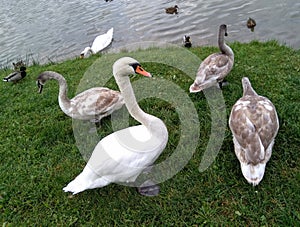 Swans family on a green grass background