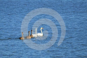 Swans family on the lake