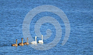 Swans family on the lake