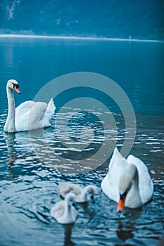 swans family in lake water close up