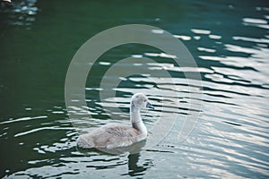 swans family in lake water close up