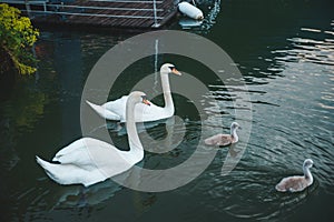 swans family in lake water close up