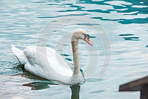 swans family in lake water close up