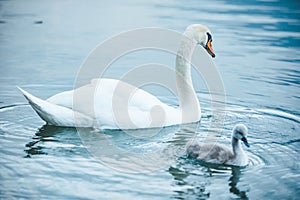 swans family in lake water close up