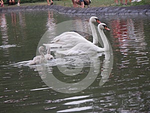 Swans family in Novi Sad