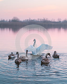 Swans family swims in the water in sunrise time