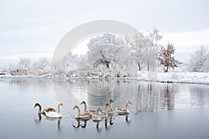 Swans family swims in the winter lake water in sunrise time