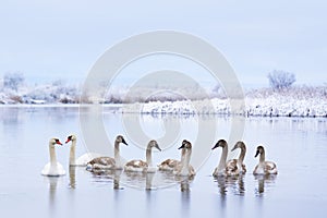 Swans family swims in the winter lake water in sunrise time