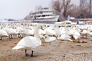 Swans family Winter Season
