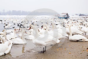 Swans family Winter Season