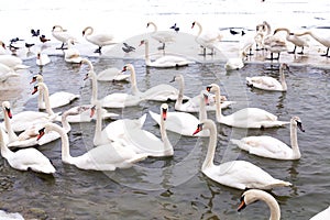 Swans family Winter Season