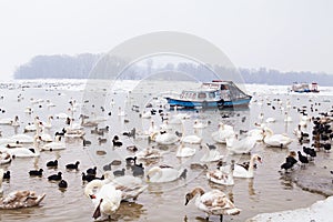 Swans family Winter Season