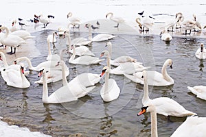 Swans family Winter Season